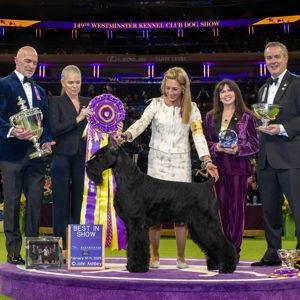 Tickets for 2: Westminster Dog Show Best in Show tickets