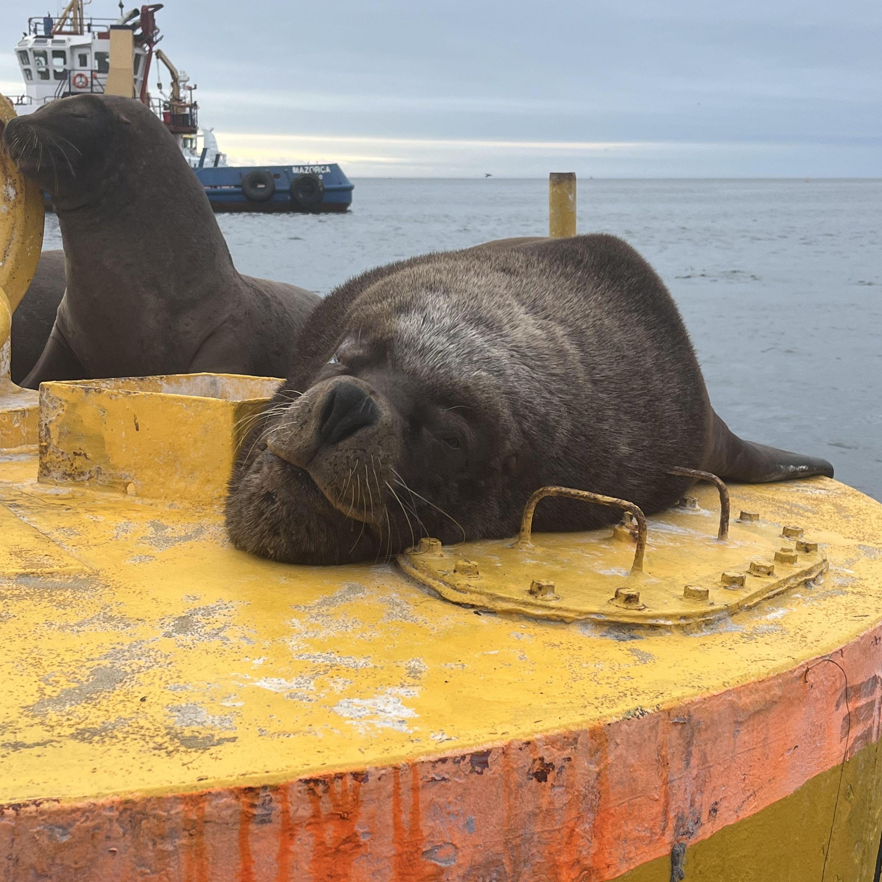Seals resting (Boat Trip attraction)