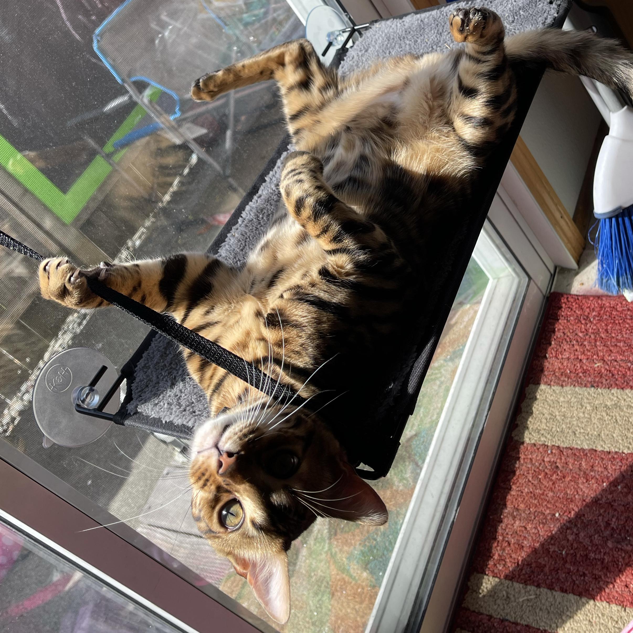 Endless Cat Treats!