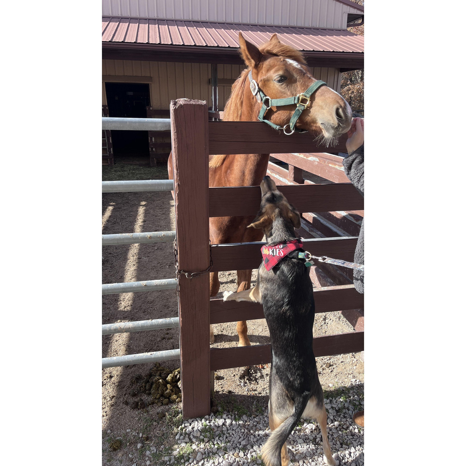 Pepper loves the farm! Randys Rescue Ranch