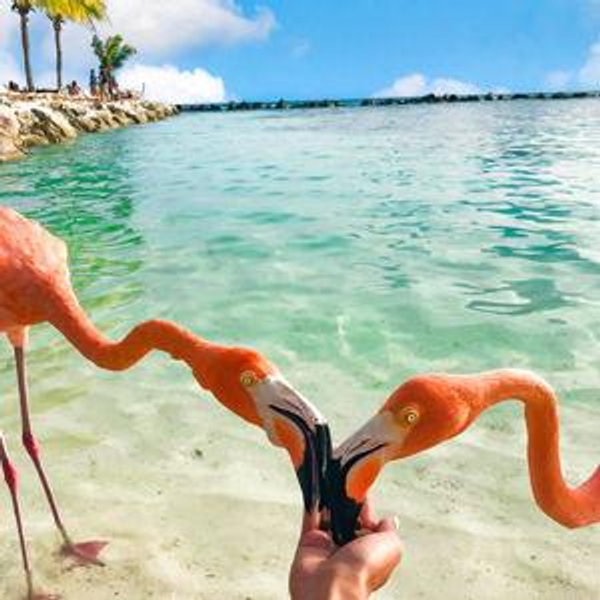 Visit Flamingos (Ambers pick)