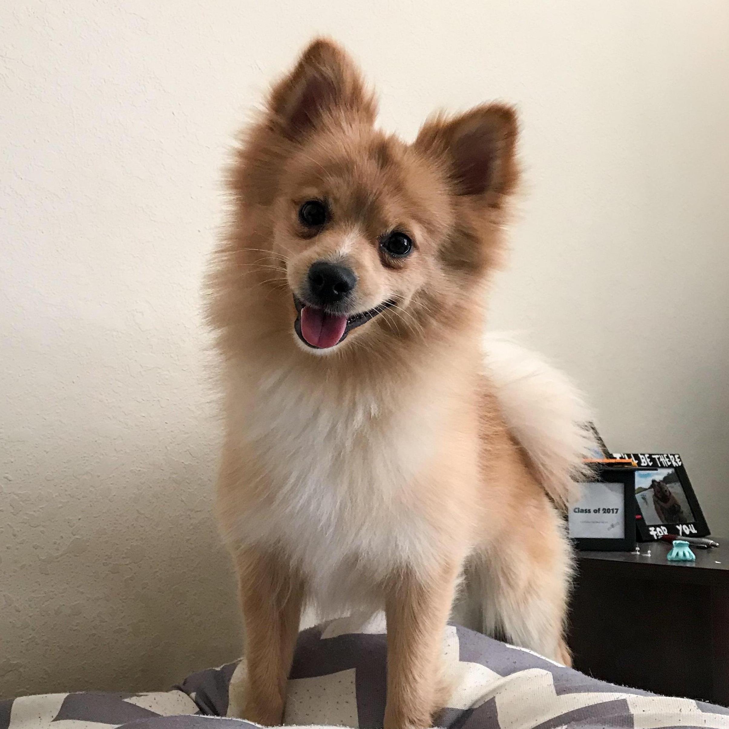Este es Koda José Rivera Faria! El es nuestro bebé y lo más consentido de la casa :)