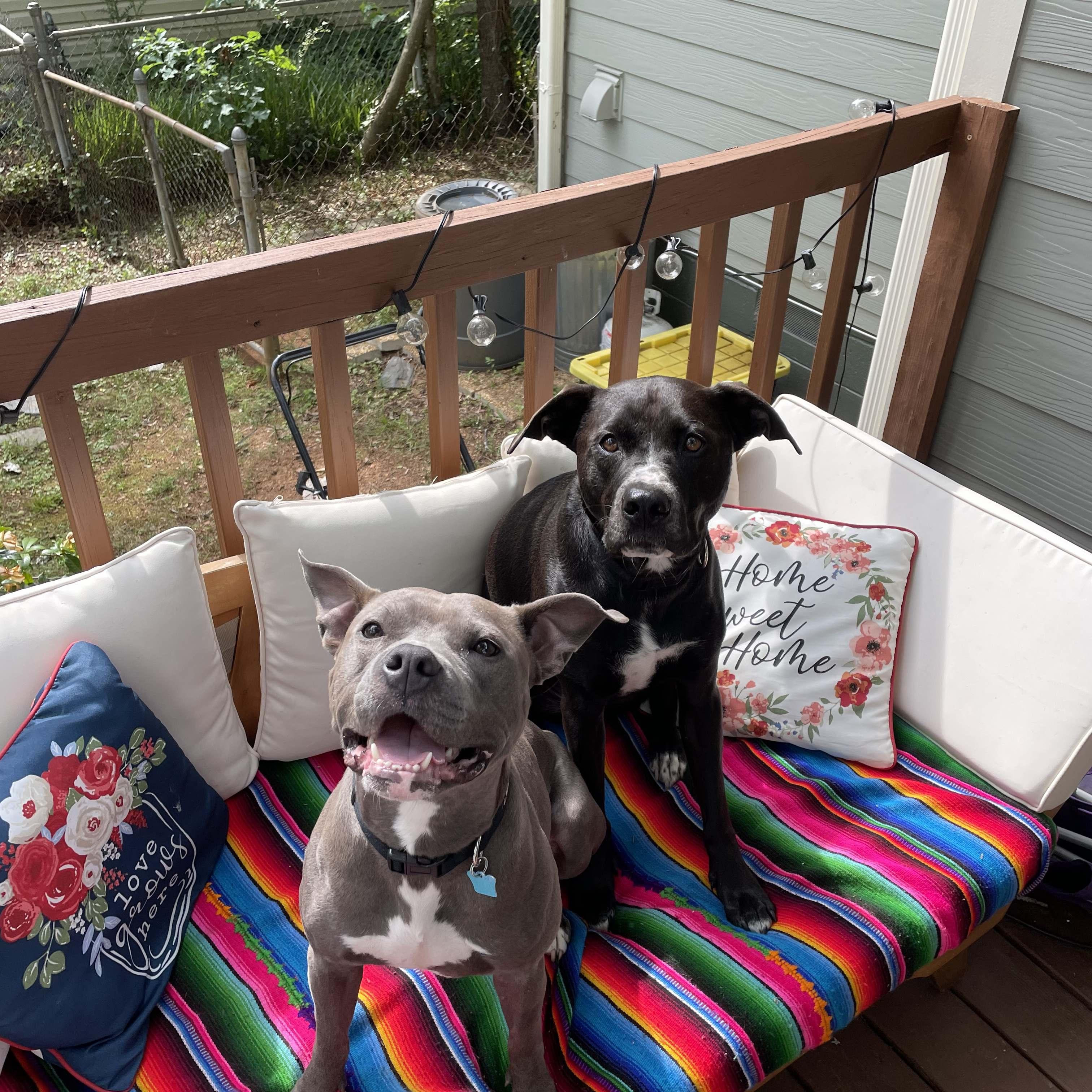 Our furry children Gibson and Annabelle 💕