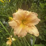 Cohlmia's the Plant Place