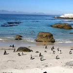 Beach: Boulders Beach
