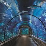 Shark Reef Aquarium at Mandalay Bay