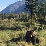 Alaska Wildlife Conservation Center (Enroute to Seward)