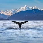 Whale Watching with Allen Marine Tours