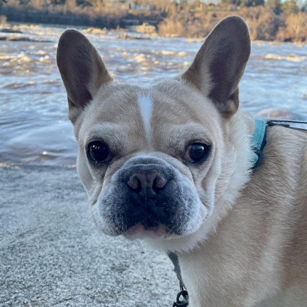 Supply Of Pet Treats and Toys for Louie!