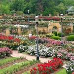 Tyler Rose Garden