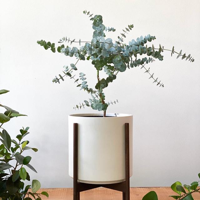 Plant Special, Baby Blue Eucalyptus x Mid-Century Pot with Stand
