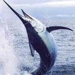 Deep End Charters