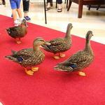 The Peabody Memphis - March of the Ducks