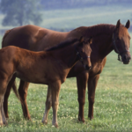 Kentucky Horse Park