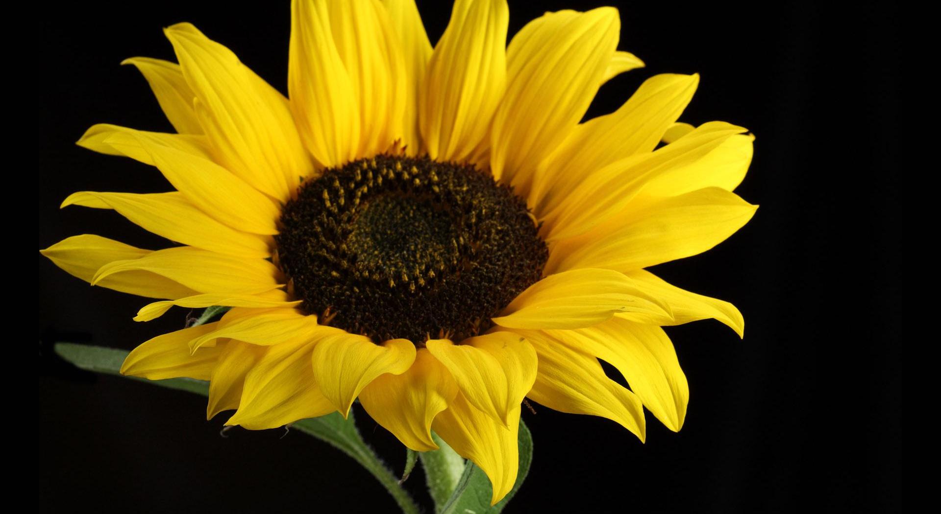 Footer image