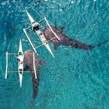 Oslob Whale Shark Watching