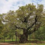 Sherwood Forest