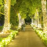 Harry P Leu Gardens