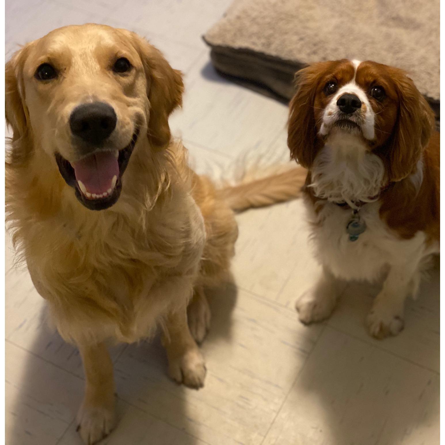 Our babies! Duke is a happy-go-lucky golden retriever who wants nothing more than to be loved. Darcy is a sweet Cavalier King Charles Spaniel with lots of anxiety.