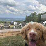 Bear Chase Brewing Company
