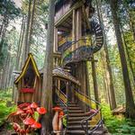 The Enchanted Forest