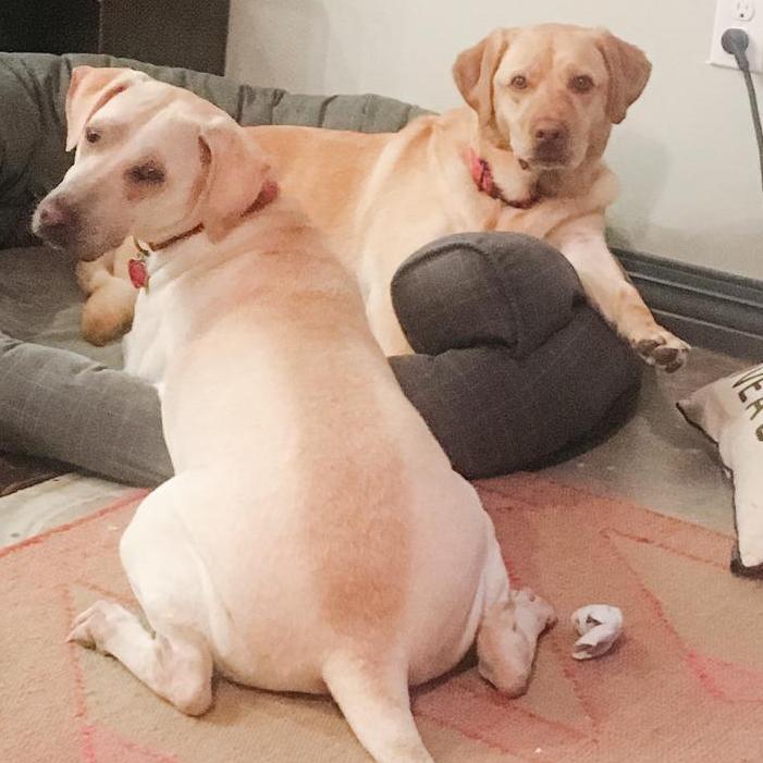 Look at that sploot...
