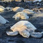 Punalu'u Black Sand Beach