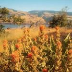 Hike Memaloose Overlook Trail