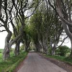 The Dark Hedges