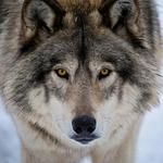 Wolf Sanctuary of PA