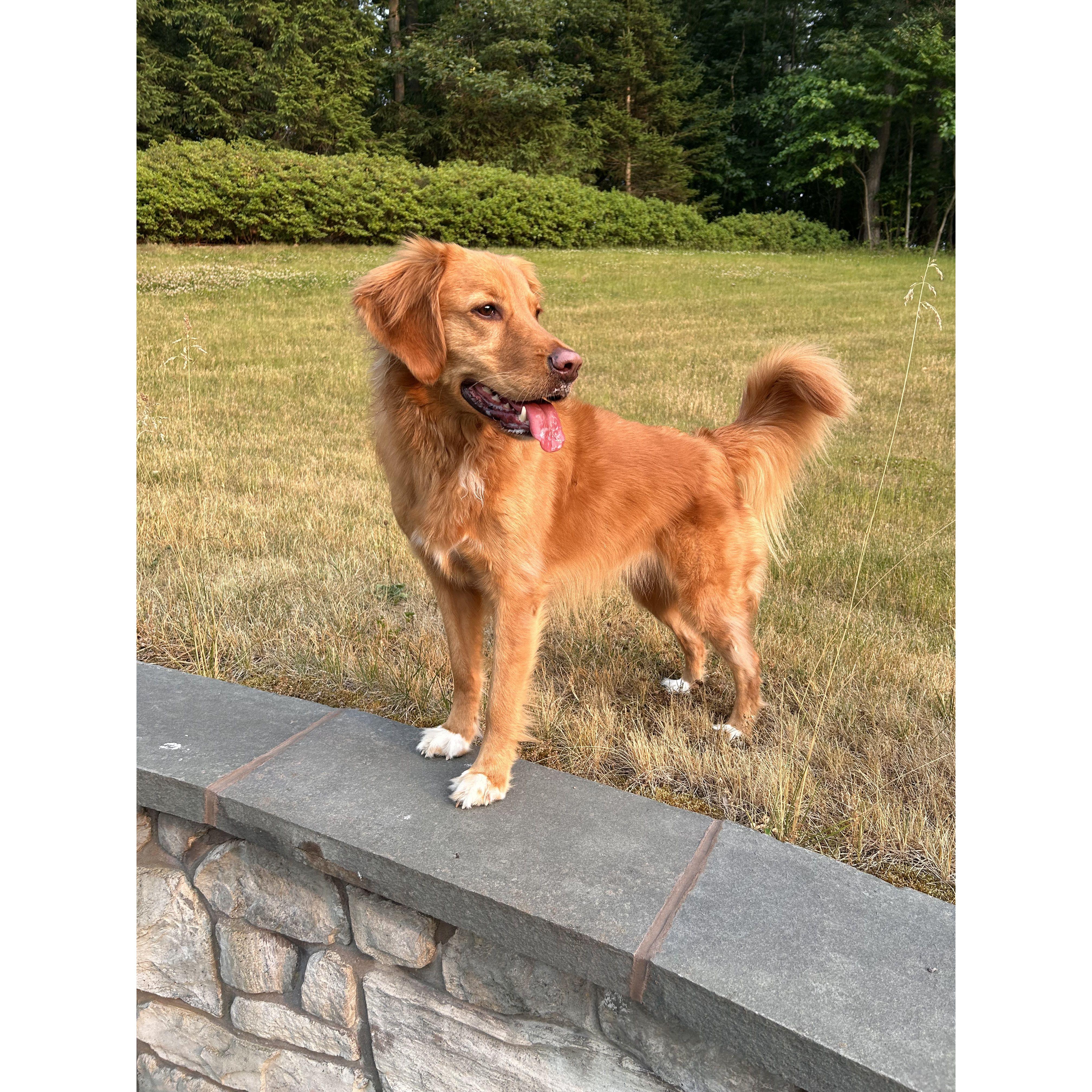 Our sweet Daisy girl