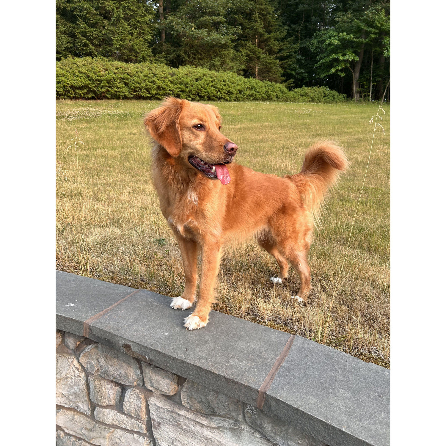 Our sweet Daisy girl