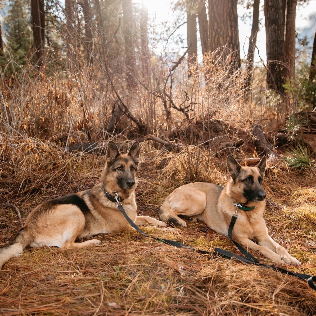 The Boys: Shiloh (L), Gus (R)