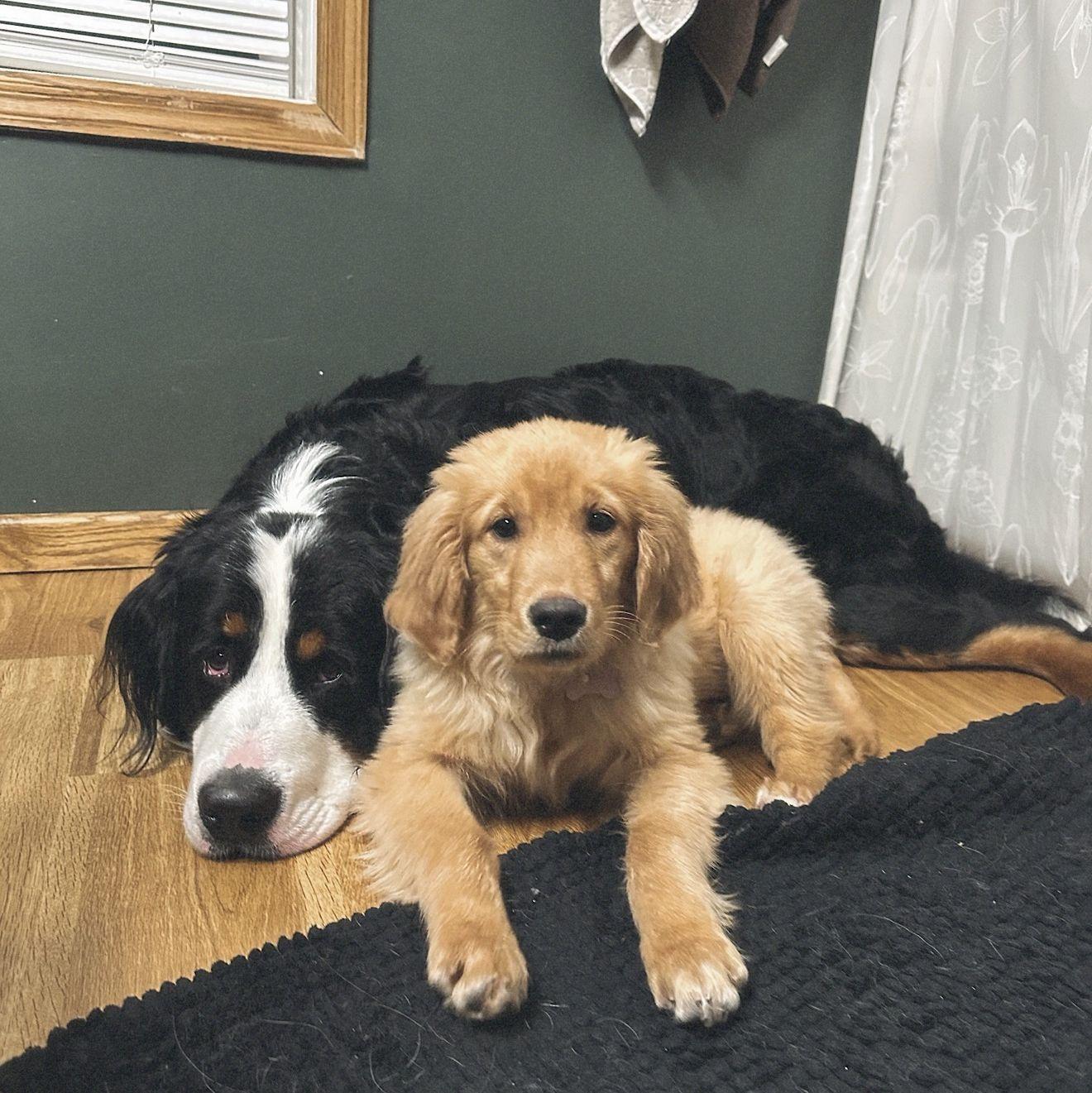 We picked Hank up a sister