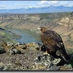World Center For Birds of Prey