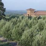 Texas Hill Country Olive Co.
