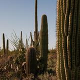 Saguaro National Park West