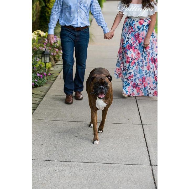 Engagement Session @ Eden Park June 2018