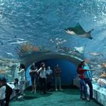 Shedd Aquarium
