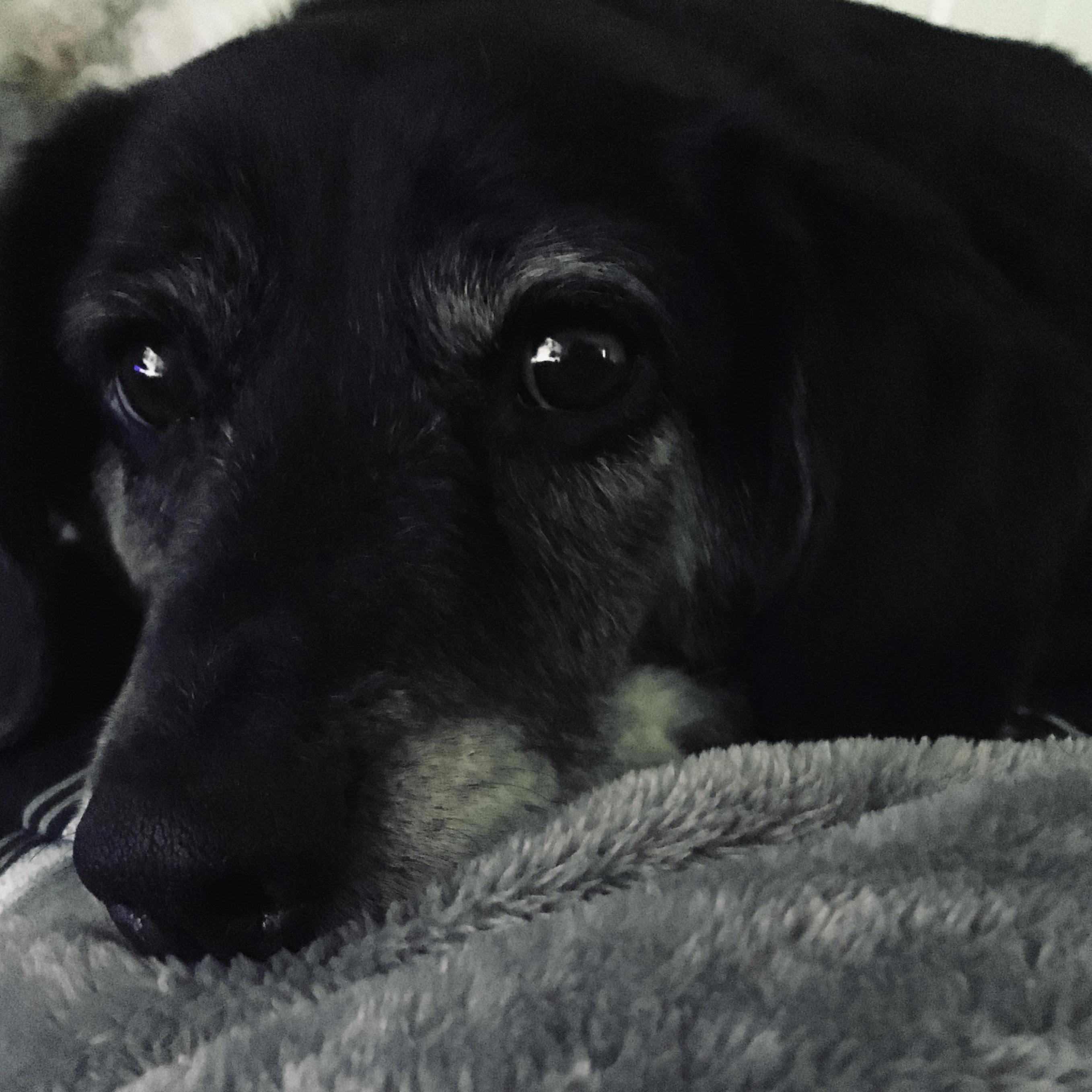 Our sweet Riley