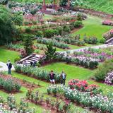 International Rose Test Garden
