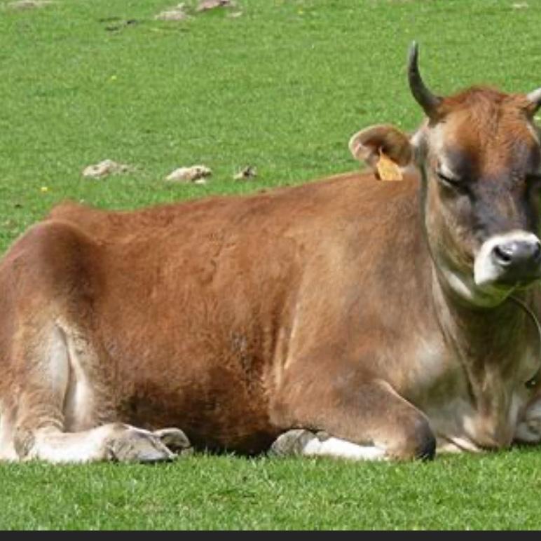Cow share