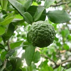 2-3 Year Old (2-3 Ft) Kaffir Lime Tree
