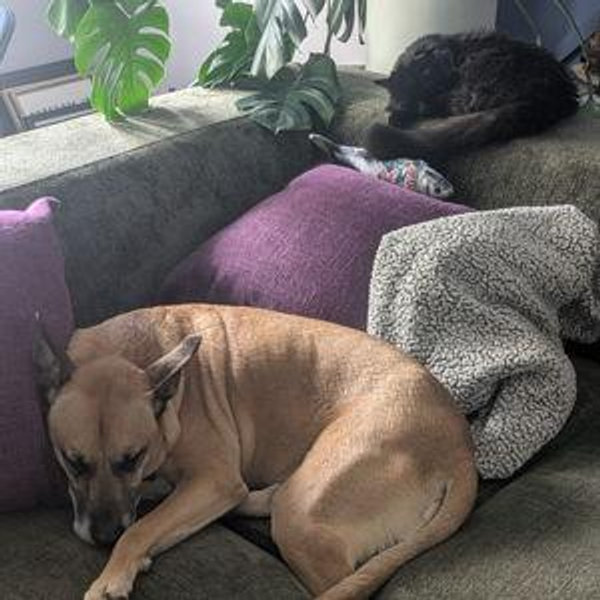 Wedding Weekend Petsitter