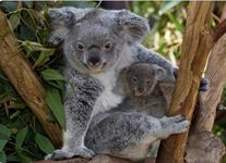 San Diego Zoo
