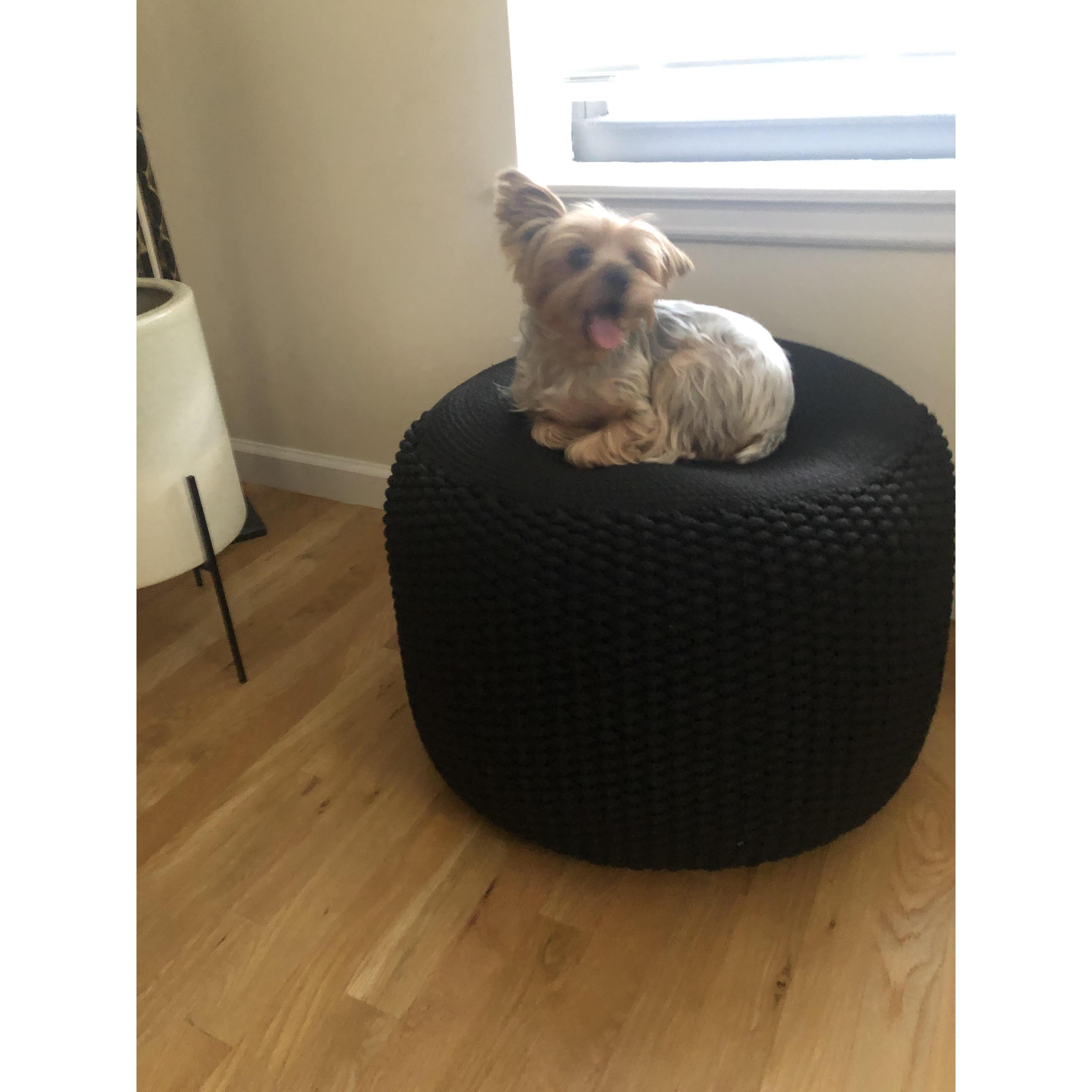 Oscar in his favorite seat in his apartment.