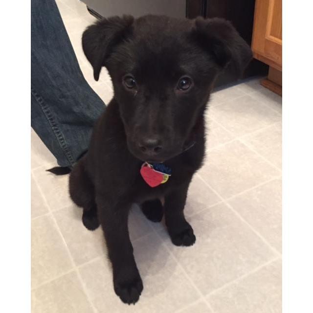 February 2016. Ripley's first week with us.