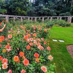 The Raleigh Rose Garden