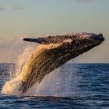Whale Watching
