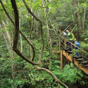 North Okinawa tour: Yanbaru Forest & Waterfall Guided Hike